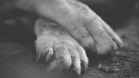 Muere perro ahorcado en vivienda de la Supermanzana 259 en Cancún; autoridades investigan el caso (1).jpg