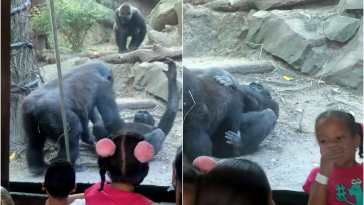 gorilas zoológico Bronx sexo oral.jpg