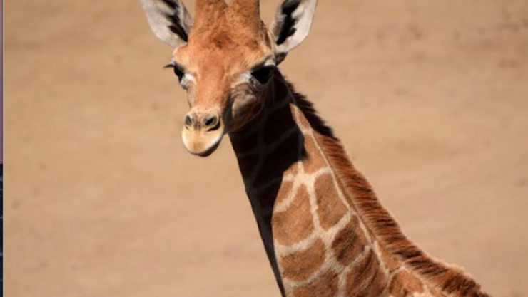 Ponle nombre a la jirafita bebé del Zoológico de Chapultepec