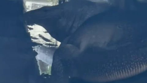 Cocodrilo enorme es captado en canal asiático.png