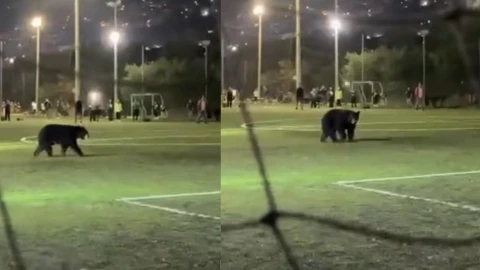 Oso en campo de futbol