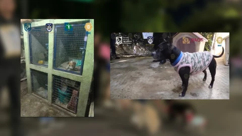 Autoridades catearon un refugio de animales en la colonia Narvarte.