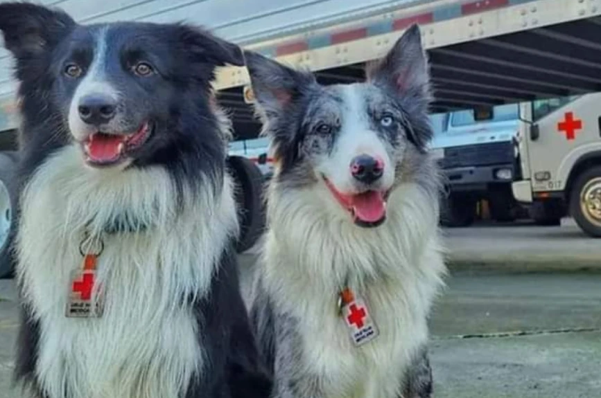 Orly y Balam perros rescatistas en México