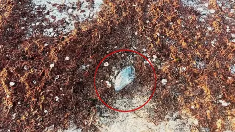 medusas arriban a la costa yucateca