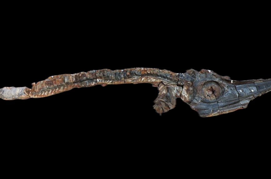 Esqueleto de ictiosaurio
