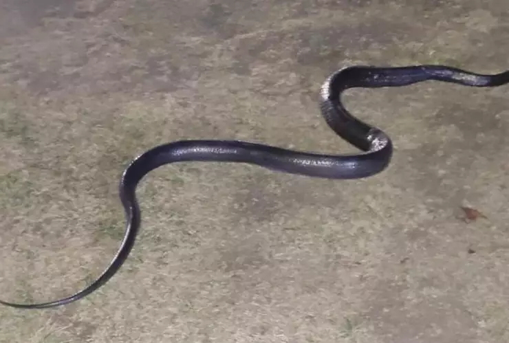 Policías hallan serpiente de aproximadamente un metro y medio en la zona de juegos del Parque La Mexicana.