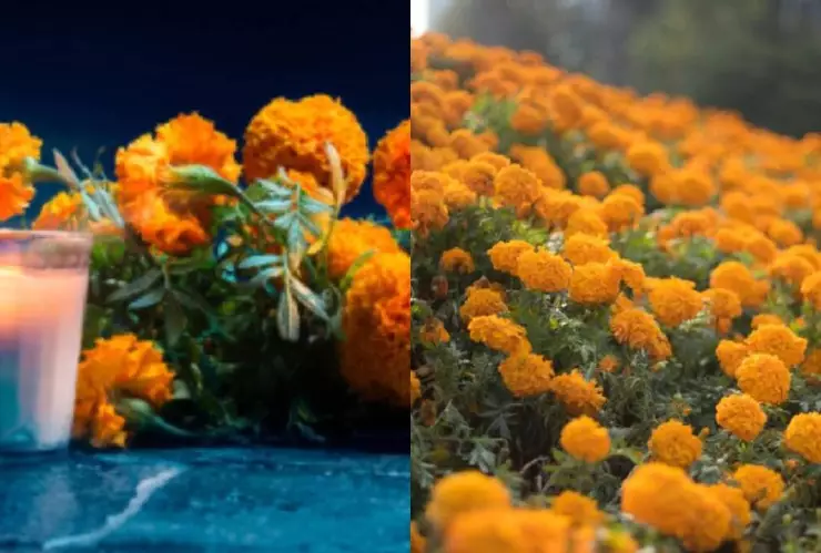 Así se desinfecta la flor de cempasúchil para cocinar