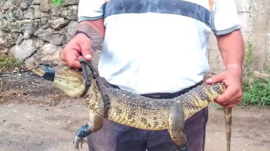Lagarto sorprende a habitantes de Motul
