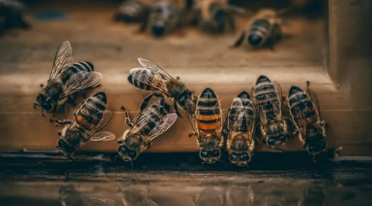CDMX aprueba ley para proteger abejas y polinizadores prioritarios
