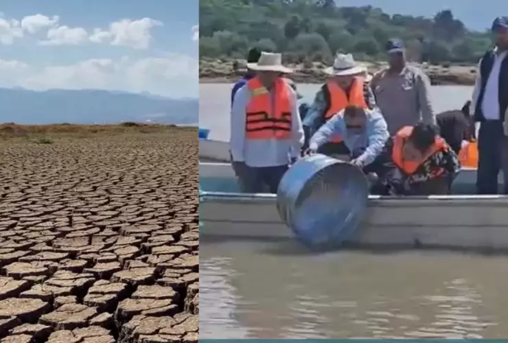 Liberan peces para rescatar el Lago de Pátzcuaro