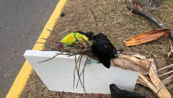 Tucan en Boca del Rio.