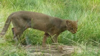 Reportan avistamiento de un yaguarundí en el municipio de Tlaltizapán.