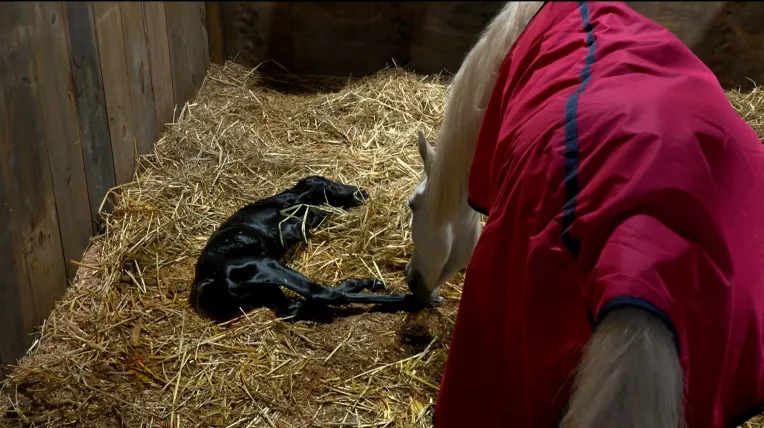 Así se vivió EN VIVO el nacimiento del nuevo potrillo, hijo de Paloma, la yegua de La Granja VIP.jpg