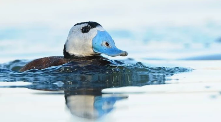 El pato amenazado que tiene un pico azul brillante: por qué su aspecto esconde una historia exuberante