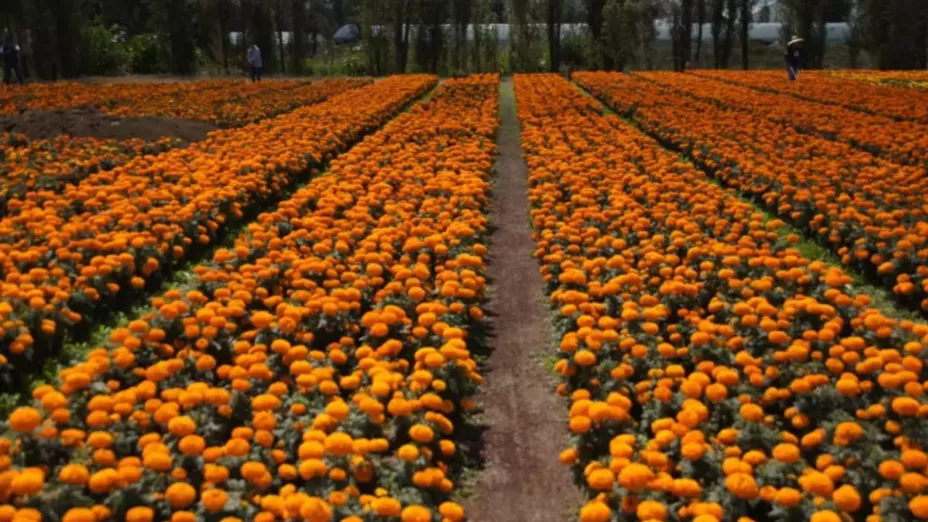 Lluvias en Puebla amenazan el Día de Muertos y ponen en riesgo la flor de cempasúchil este 2025