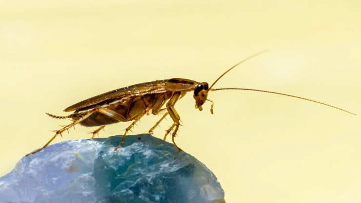 Aplastar-cucaracha.con-pie-no-recomendable