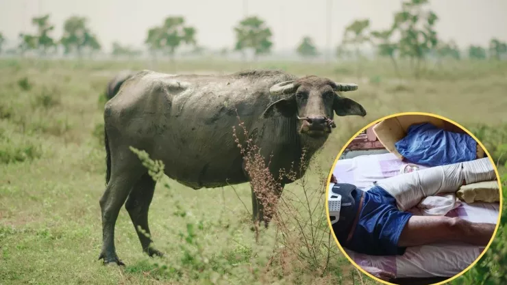 Búfalo ataca a hombre en Playa Vicente