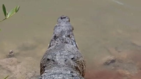 cocodrilo progreso muerto.