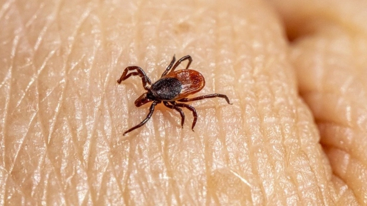 La garrapata y otros 4 insectos que transmiten la rickettsia; ¿Qué pasa si te da?