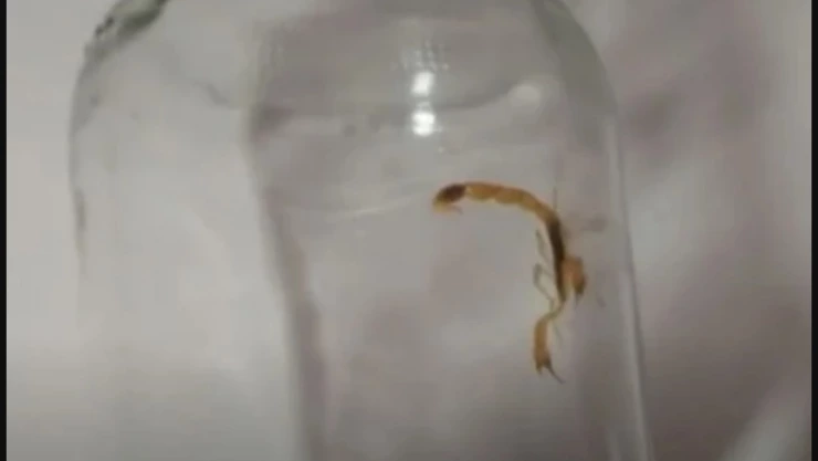 mujer es picada por escorpión al sacar un producto de un paquete en España.jpeg