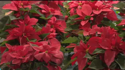 Cómo cuidar las nochebuenas para que dure más tiempo