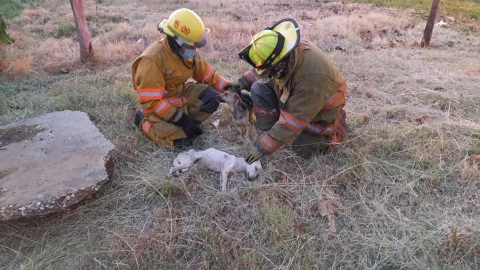 Bomberos rescatan a perritos de un pozo, tenían un mes desaparecidos