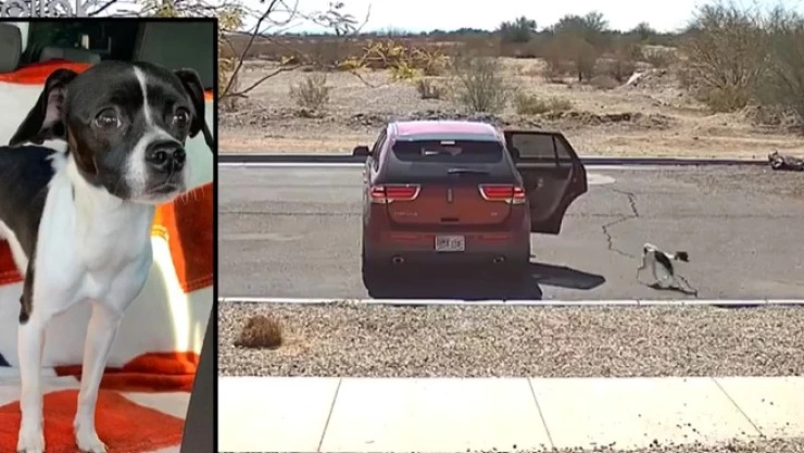 Perrito corre tras su dueña luego de ser abandonado en la carretera