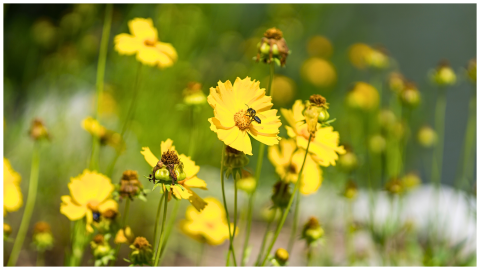 Coreopsis
