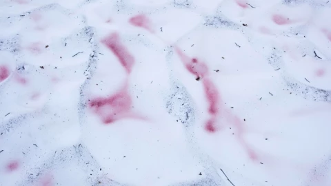 Nieve rosa o nieve de sandía