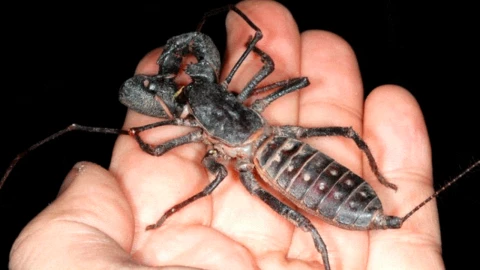 Los vinagrillos gigantes son animales nocturnos y muy solitarios que viven en húmedas madrigueras.