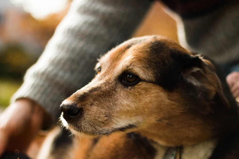 Perro Sinaloa