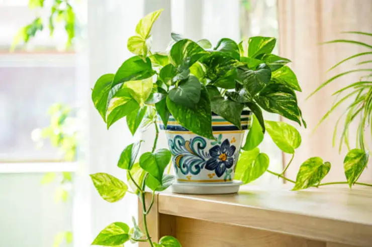 Plantas