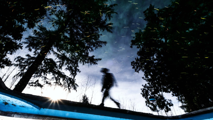 Luciérnagas en el bosque.