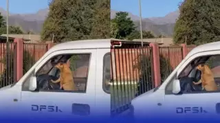 perrito toca el claxon