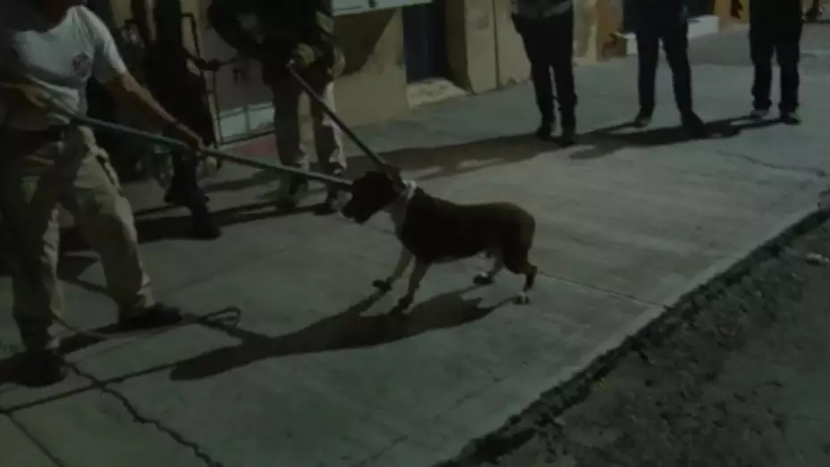 Pitbull ataca a joven en guadalajara.jpg