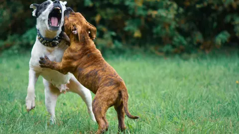 Catean finca donde presuntamente se hacían peleas clandestinas de perros en Tlaquepaque, Jalisco