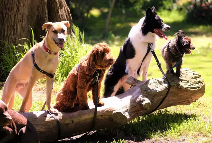 ¿Qué raza de perro eres, según tu fecha de nacimiento?