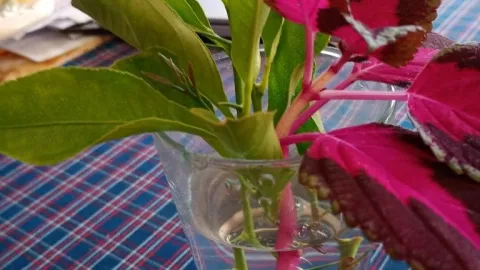 2 plantas de interior que no necesitan tierra ni macetas: opciones aesthetic para decorar tu casa