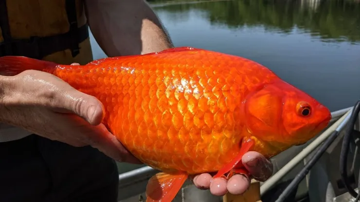goldfish-peces-plaga.jpg