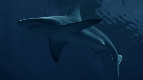 Muere-surfista-de-55-años-por-ataque-de-tiburón-en-Australia