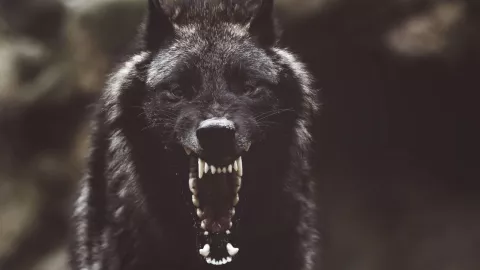 Video desde Catemaco reabre debate tras captar supuesto nahual