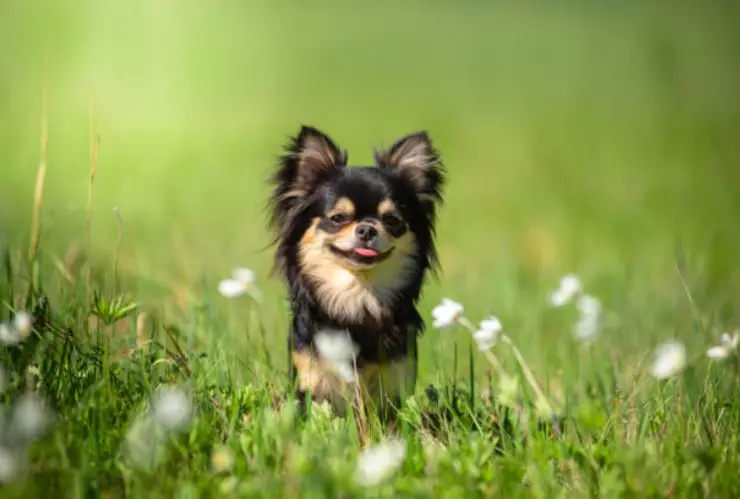 perrito adorable.jpg