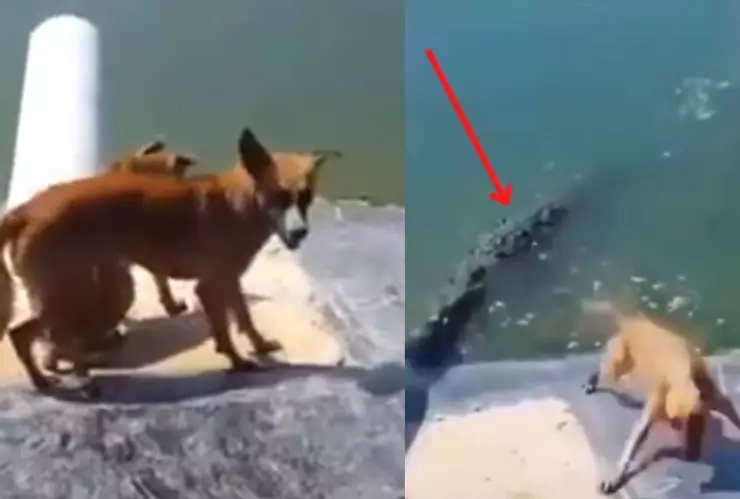 video cocodrilo caza y debora a un perrito en laguna