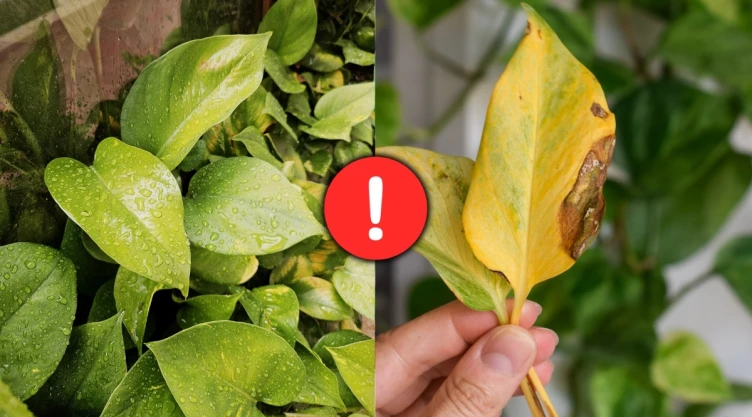 /estilo-de-vida/causa-riego-hojas-potus-amarillas-otono