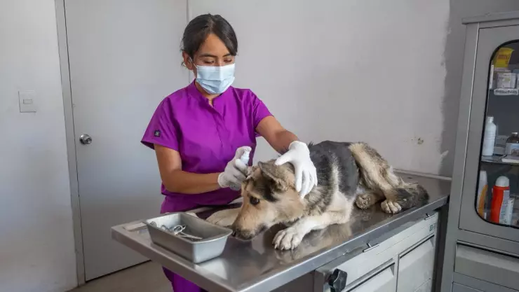 Perro con gusano barrenador.jpg