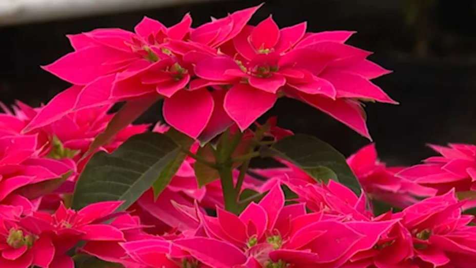 La producción de flor de nochebuena se vio afectada por las lluvias