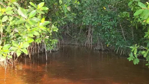 Reportan ataque de cocodrilo en ciénega de Sisal