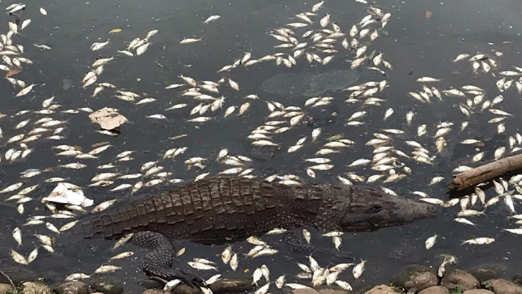 Laguna de las Ilusiones peces Tabasco.jpg