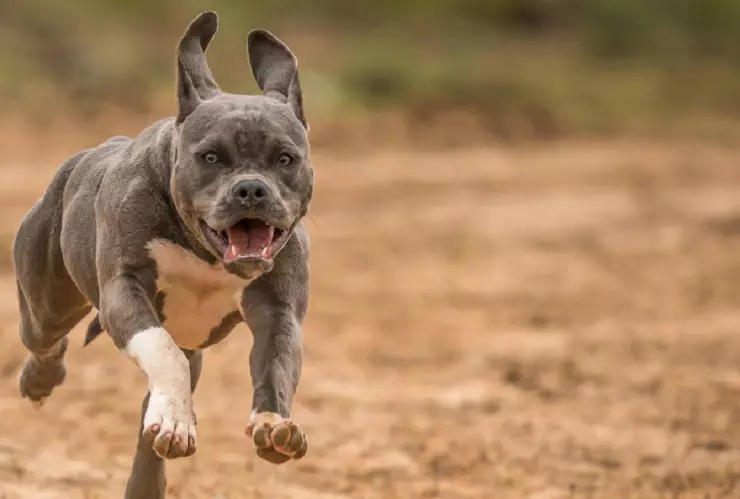 Pitbulls bajo efectos de drogas atacan y matan a una mujer de 73 años; así ocurrió el hecho