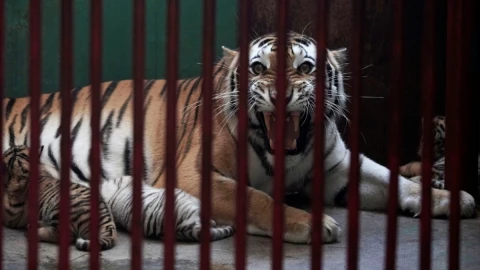 tigre_bengala_cuba_cachorros.jpg